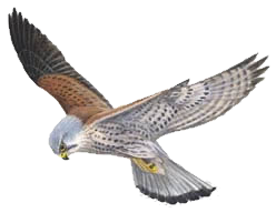 Kestrel